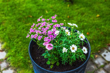 Papatya, karanfil ve yağmurlu yaz gününde saksıda açan küçük gülün yakın görüntüsü. İsveç.
