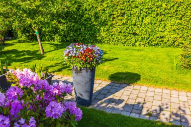 Garden view of with blooming flowers in tall pot and rhododendrons near walkway on sunny summer day. Sweden.