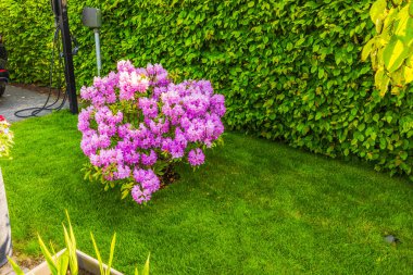 Yeşil çitin yanında çiçek açan pembe rhododendron çalısı ve arka planda şarj kabloları olan çimenler. İsveç.