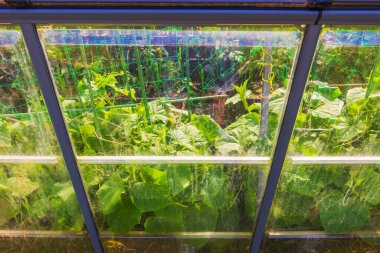 Seranın içinde tırmanma ağıyla büyüyen salatalık bitkileri şeffaf panellerin arkasında. İsveç.