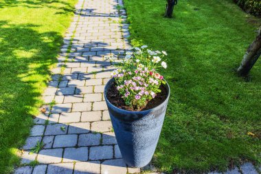 Çiçek saksısı, çiçek açan papatyalar ve bahçenin bahçesinde duran petunyalar. İsveç.