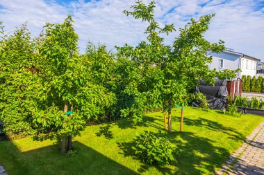 Yeşil çimenlikte yetişen genç elma ağaçları, güneşli mavi gökyüzünün altında, dekoratif bahçe yolu ile birlikte. İsveç.