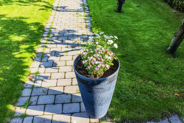 Çiçek saksısı, çiçek açan papatyalar ve bahçenin bahçesinde duran petunyalar. İsveç.