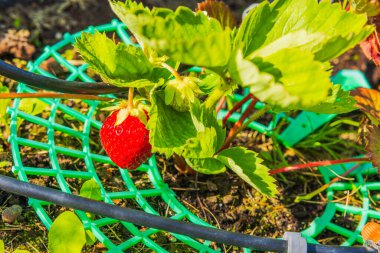 Yeşil destek halkası ve bahçe yatağında damlayan sulama ile bitkinin üzerine kırmızı çilek yakın. İsveç.