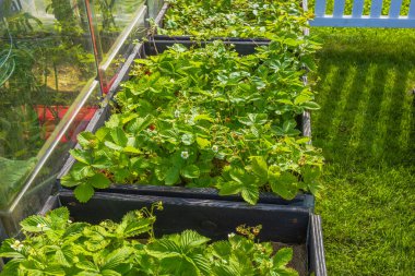 Beyaz çiçekli çilek ve böğürtlen yetiştirilmiş sera yakınlarındaki siyah bahçe yataklarında yetişiyor. İsveç.