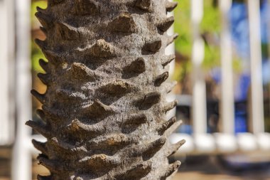 Güneş ışığında keskin yaprak temeli olan sert desenli palmiye gövdesinin yakın görüntüsü. Aruba.