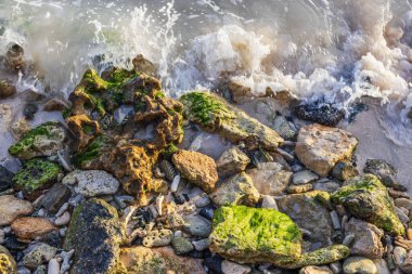 Kumlu Karayip kıyısındaki yeşil yosunlarla kaplı ıslak kayaların üzerinden geçen deniz dalgalarını kapatın. Aruba.