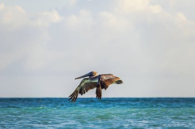 Aruba kıyı şeridi yakınlarındaki Karayip Denizi üzerinde alçaktan uçan kahverengi pelikan yakın plan..