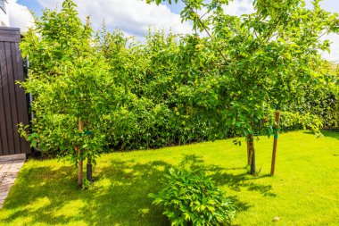 Güneşli bir bahçede yetişen yeşil elma ağaçları. Düzgün kesilmiş çimenler ve yemyeşil yapraklar. İsveç.
