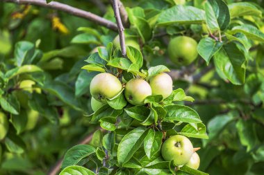 Ağaçların dallarında yetişen yeşil elmaların yaz bahçesindeki yemyeşil yaprakların yakın görüntüsü. İsveç.