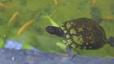 Kaplumbağa gölette yüzerken, yeşil sudaki küçük balığın yakın görüntüsü. Dominikli. Punta Cana.