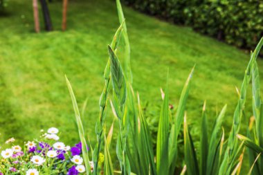 Yüksek yeşil gladiolus tomurcuklarının yaz ışığında bulanık arka planda bahçe yapraklarının üzerinde yükselişinin yakın görüntüsü. İsveç.