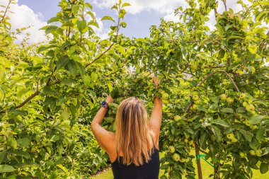 Güneşli yaz bahçesinde bahçe makası ile elma ağacı dallarını buduyor. İsveç.