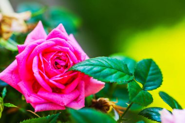 Yaz bahçesinde yeşil yaprakların arasında açan pembe gülün makro manzarası. İsveç.