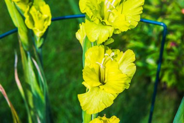 Yaz bahçesinde açan sarı gladiolus çiçeğinin yakın görüntüsü. İsveç.