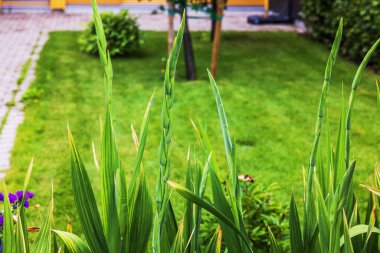 Bahçesinde uzun yapraklar olan yeşil gladiolus tomurcuklarını yakından izleyin. İsveç.