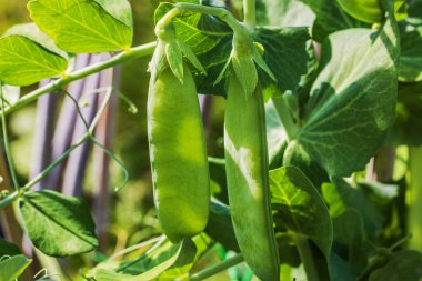 Bahçedeki bitkilerin üzerinde büyüyen taze bezelye kabuklarının yakın görüntüsü. İsveç.
