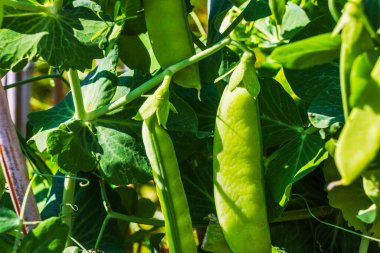 Güneşli bahçede yetişen yeşil bezelye kabuklarının yakın görüntüsü. İsveç.