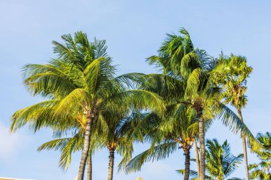Geniş yapraklı yeşil palmiye ağaçlarının parlak mavi gökyüzüne karşı güneş ışığında sallanışını yakından izleyin. Aruba.