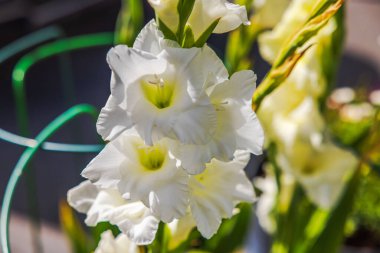 Yaz bahçesindeki çiçek açan beyaz gladiolus çiçeklerini doğal güneş ışığıyla yakından izle. İsveç.