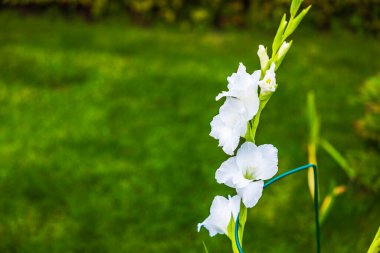 Bahçedeki uzun sapında yağmur damlaları açan beyaz gladiolus çiçeklerine yakından bakın. İsveç.