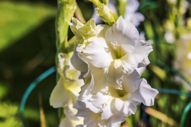 Güneş ışığında uzun sapında açan beyaz gladiolus çiçeklerinin güzel manzarası. İsveç.