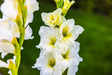 Yeşil arka planda sarı merkezli çiçek açan beyaz gladiolus çiçeklerini kapat.