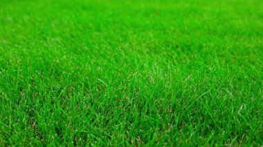 Çimenlikteki taze yeşil çimlerin doğal arka plan görüntüsünü kapatın. İsveç.