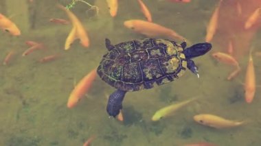 Birçok turuncu balığın arka planında yüzen kaplumbağanın yakın görüntüsü. Dominikçe.