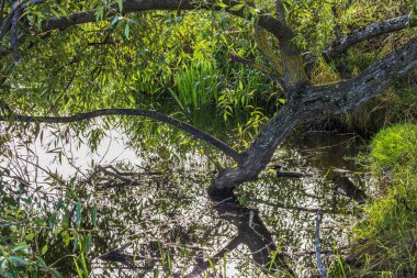 Sonbahar nehrinin üzerine eğilen ağaç dalının yeşil çimen ve yapraklarla yakın görüntüsü güneş ışığının arka planına yansıyan sakin suyu yansıtıyor. İsveç.