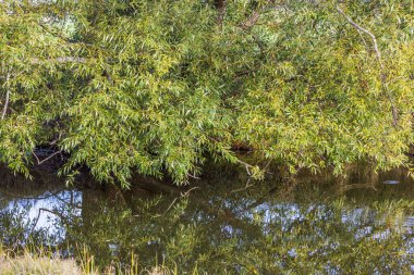 Güneşli bir günde sakin nehirde yeşil yapraklı söğüt dallarının yansımasına yakından bakın. İsveç.