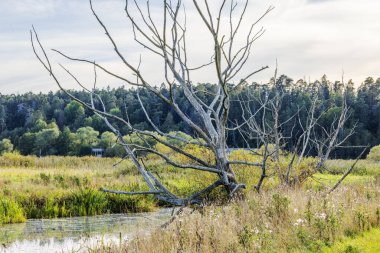 Kuru sonbahar ağacı, arka planda ormanla birlikte gölün yakınındaki çayırda duran çıplak dallarla. İsveç.