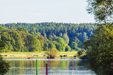 Sonbahar ormanıyla çevrili, derinlik işaretleri olan güzel bir nehir ve kıyıda otlayan inekler. İsveç.