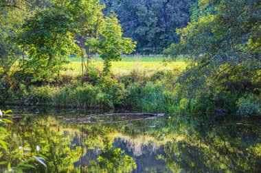 Yeşil çimlerin yansıması ve güneşli doğanın arka planında sonbahar ağaçları olan güzel bir nehir. İsveç.
