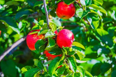 Ağaç dalında yetişen kırmızı elmaların parlak güneş ışığında yeşil yapraklarla yakın görüntüsü. İsveç.