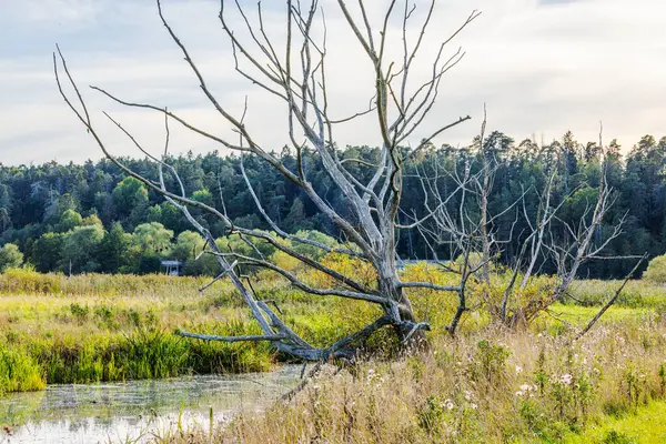 Kuru sonbahar ağacı, arka planda ormanla birlikte gölün yakınındaki çayırda duran çıplak dallarla. İsveç.