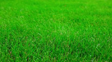 Sonbahar mevsiminde büyüyen taze bıçaklı yeşil çimlerin yakın görüntüsü. İsveç.