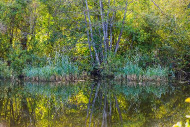 Sonbahar mevsiminde sakin orman göletindeki yeşil ağaçların ve sazlıkların güzel yansıması. İsveç.