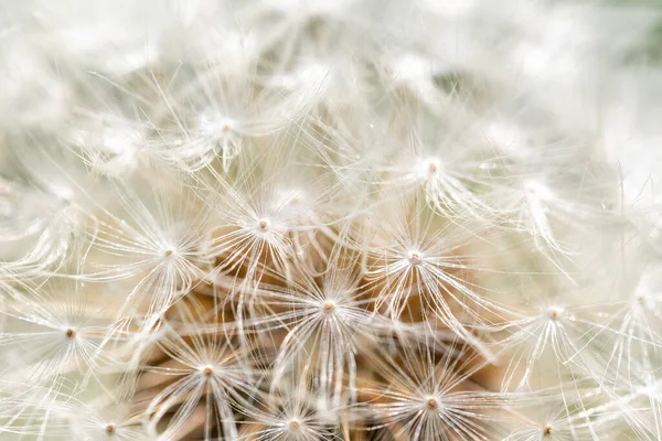 stock image Abstract dandelion flower background closeup with soft focus. Horizontally.