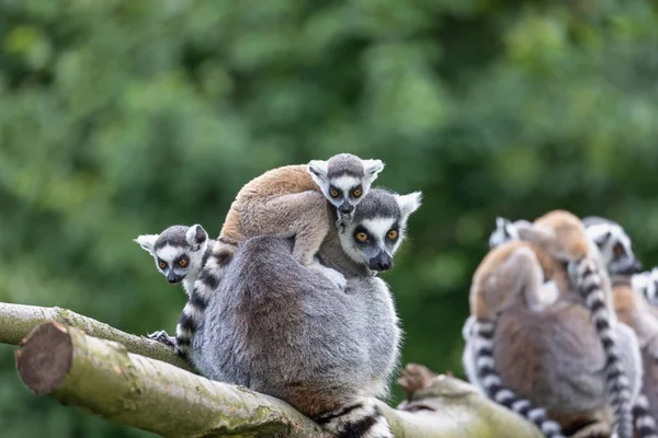 Familia Adultos Jóvenes Cola Anillada Lemur Aire Libre Horizontalmente — Foto de Stock