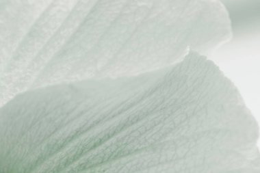 Yeşil tonda modern çiçek arkaplanı. Yatay olarak. 