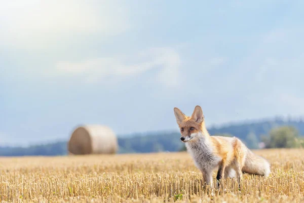Red Fox Posing Yellow Stubble Sunny Light Blue Sky Background — Stock Photo, Image