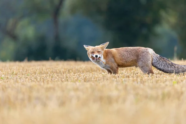 赤い狐でその口の中でキャッチ獲物はカメラで笑っています — ストック写真