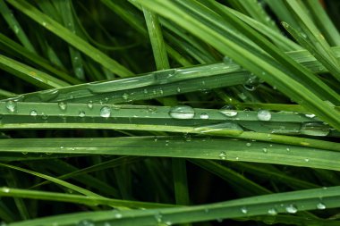 Makro fotoğraf çim üzerinde su damlalarını gösteriyor. Fotoğraf arka plan, doku, şablon, afiş olarak kullanılabilir. Yatay olarak.