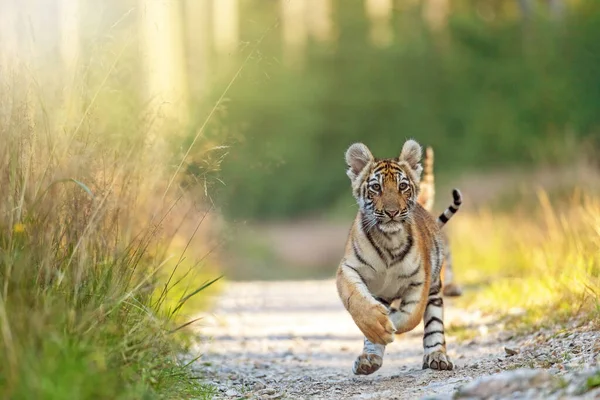 Přední Pohled Roztomilé Lásky Pruhované Dvojice Bengálských Tygřích Mláďat Běží — Stock fotografie