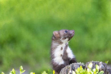 Posing cute young marten is looking over itself outdoors.