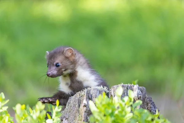 Side view of cute young marten posing outdoors. Horizontally.