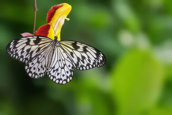 Mariposa Papel Arroz Posando Con Alas Extendidas Horizontalmente — Foto de Stock
