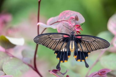 Büyük Mormon Kelebeği Papilio Memnon güzel mor çiçeklerin üzerinde açık kanatlarla poz veriyor..