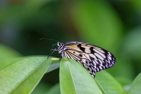 Vista Lateral Papel Arroz Mariposa Posando Sobre Planta Verde Sonriendo — Foto de Stock